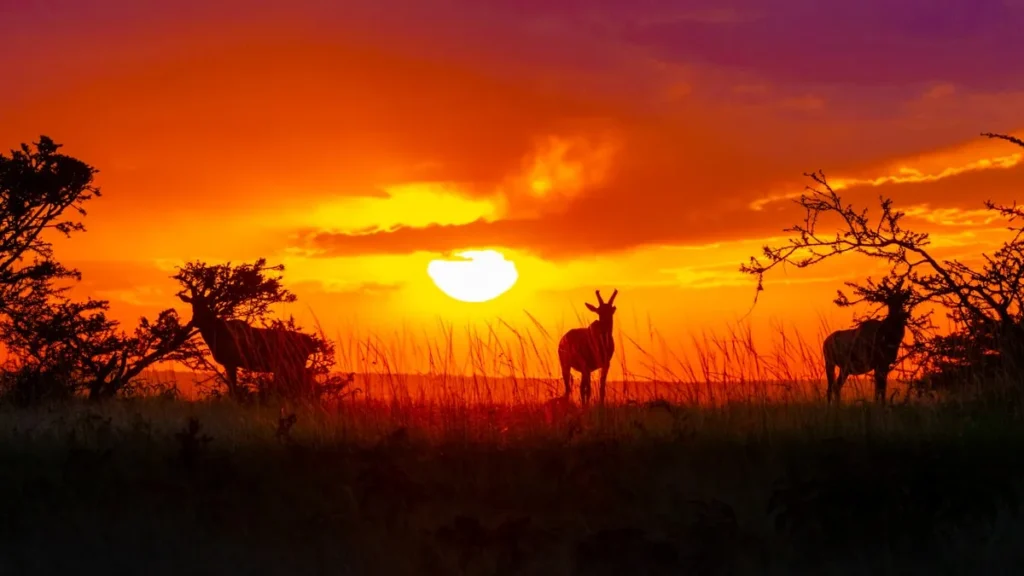 Esplorando l’Africa: Le Migliori Destinazioni per la Fotografia Wildlife