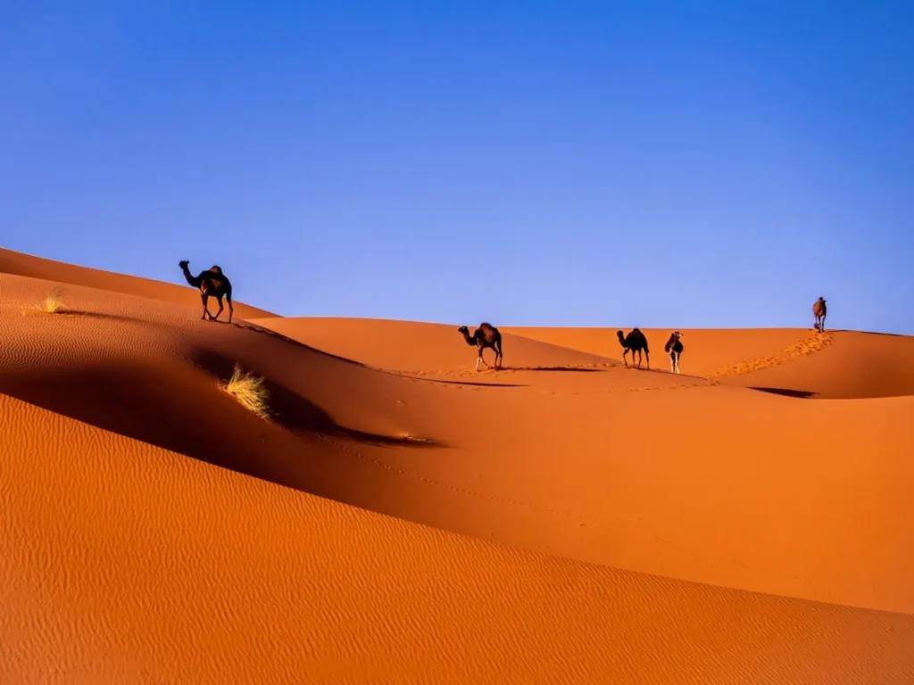 Esplorare il Deserto del Sahara: Un Viaggio Fotografico tra Dune e Oasi